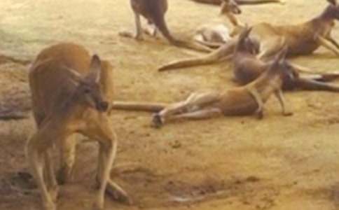 �����������̰�