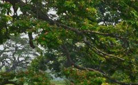 ���������ޡ���ѧ���