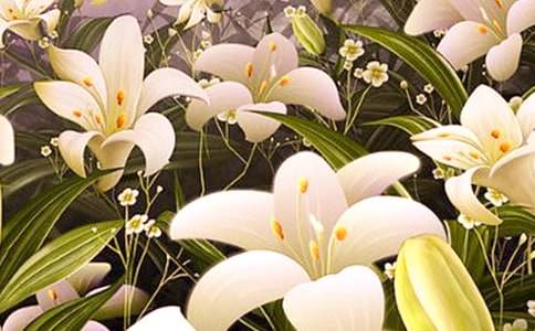 �ҵ�ֲ�����Ѱٺϻ��������꼶