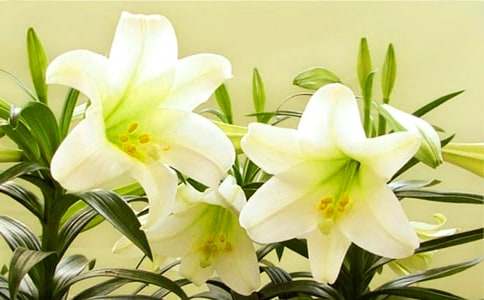 �������ϵİٺϻ������̰�