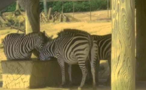 �а����Խ̰������¡�С�������ʡ�