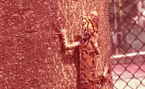 ��С�ڻ���β�͡���ѧ��˼