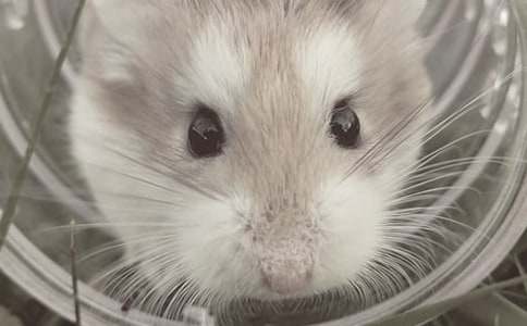 (��ѡ)С���������600��8ƪ