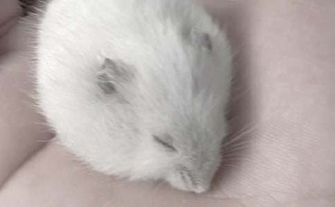 С�����������600��10ƪ