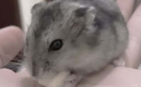 我的动物朋友仓鼠作文