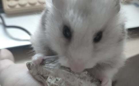 С��������500�־���(5ƪ)