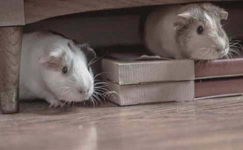 ���������400����ƪ