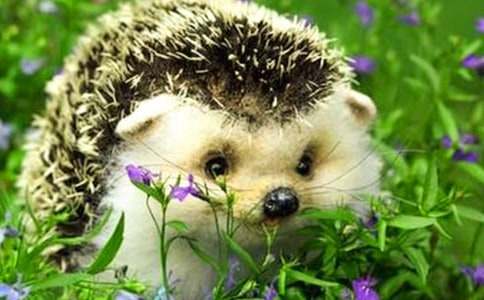 �ɰ���С��⬶�������