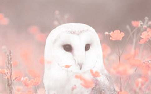 观察动植物日记