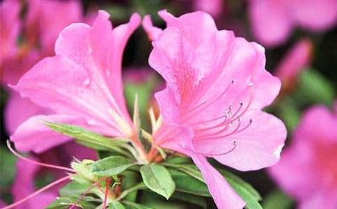 �ž黨����300��