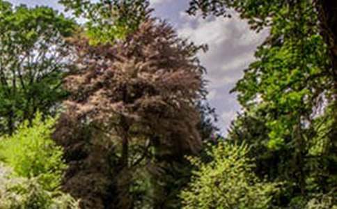 【必备】风景初三作文集锦10篇