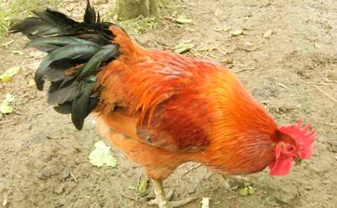 ���ڹ���������600����ƪ