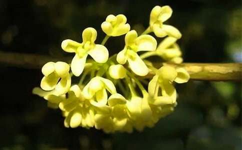 (����)�Ұ�������