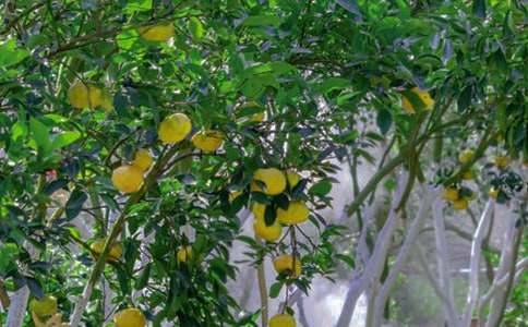 �����Ĺ�԰����500��