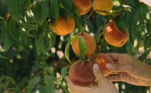 ���ϼ��������Ĺ�԰����500��15ƪ