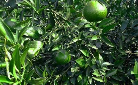 ���ر�����԰ת�ú�ͬ