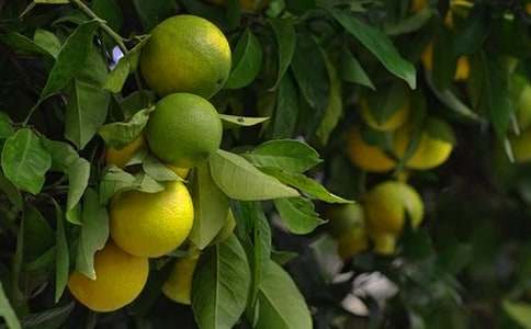 (精品)果园转让合同