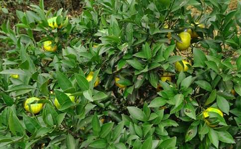 果园机器人教案15篇