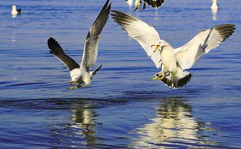 ��Ÿ����ɭ����м���[15ƪ]