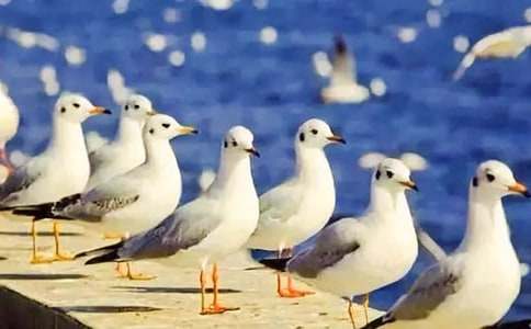 ��Ÿ����ɭ�����15ƪ(����)