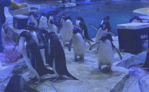 �δ�׾�����԰��������500��