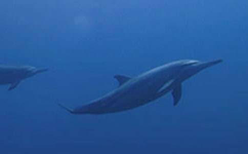 ����ɫ�ĺ��ൺ�������