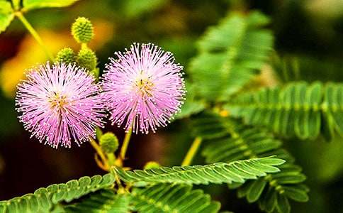 (����)�ҵ�ֲ�����Ѻ��߲�����