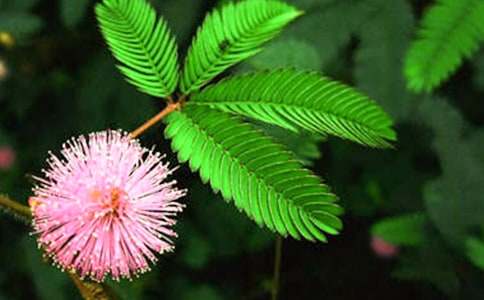 �ҵ�ֲ�����Ѻ��߲����ģ����15ƪ��