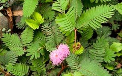 �ҵ�ֲ�����Ѻ��߲�����(����15ƪ)