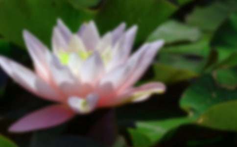 《荷花》教学反思通用15篇