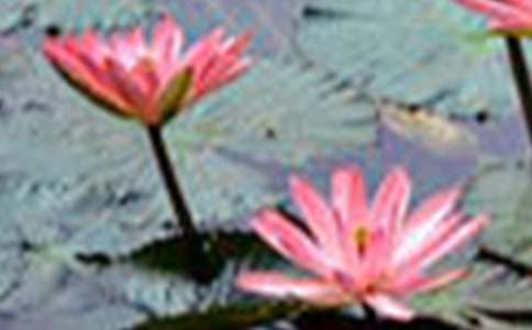 �����š��ɻ��̰�4ƪ