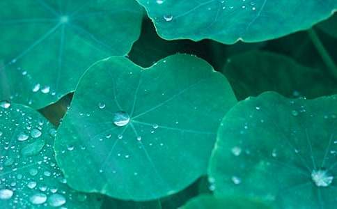 《荷叶圆圆》教案模板集合七篇