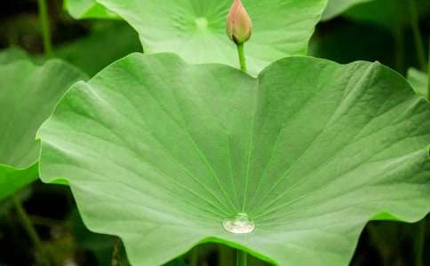 ��Ҷ������400��