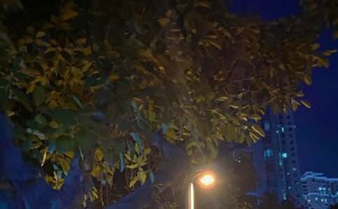 ��ҹ��ɢ��