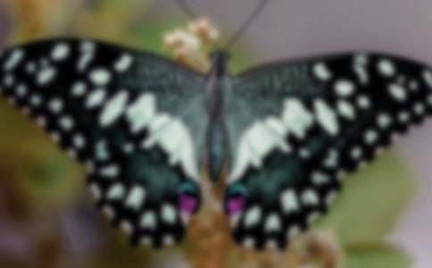 ������ֲ������