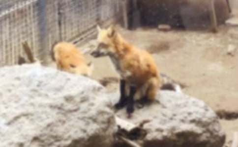 ��������С����