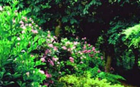 �ٻ�԰���̰�