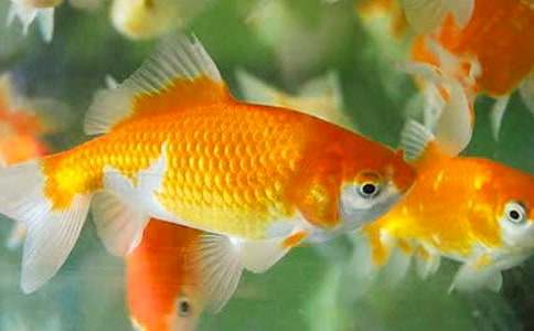 ����۲�����400������[9ƪ]