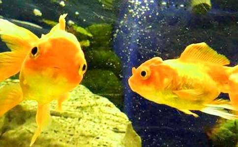 С�������꼶���Ľ���10ƪ