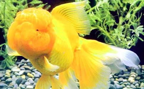 ���Ƽ������꼶��������300�ֽ���10ƪ