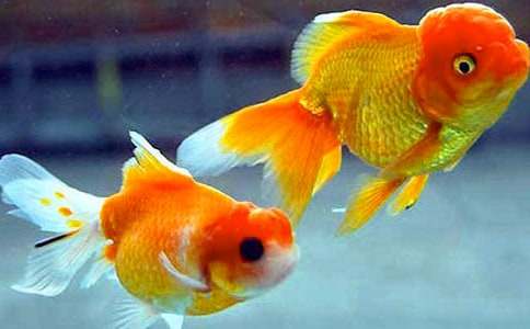 �йؿɰ�С������꼶���Ļ��9ƪ