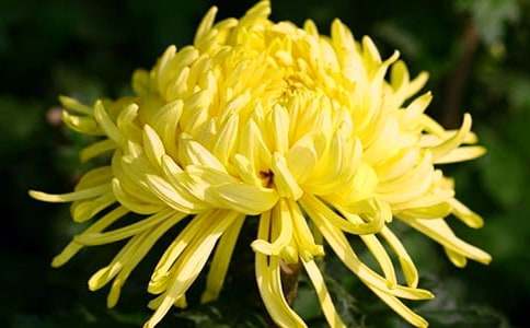 �Ұ��ջ�����[��Ʒ]