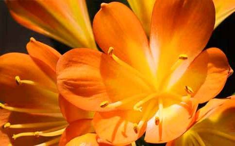 �ҵ�ֲ�����Ѿ���������(ͨ��)