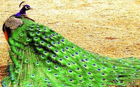 ��ȸ���Ϸɽ̰�����