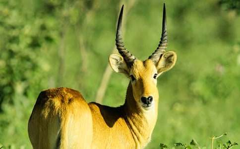 ������Ĺ�ݶ����