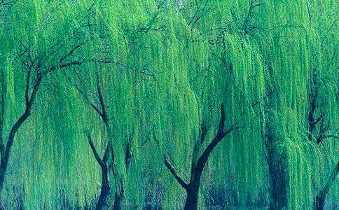 ��������600�ֱر�5ƪ