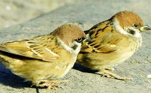 ����ȸ���Ľ�ѧ��˼