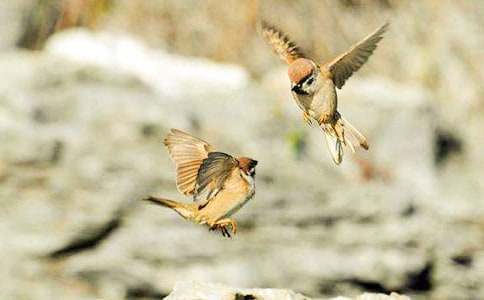 ������ȸ�Ľ�ѧ��˼9ƪ