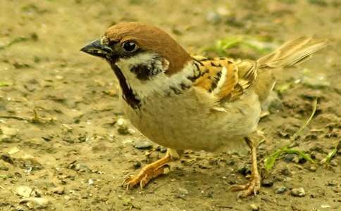 《麻雀》说课稿