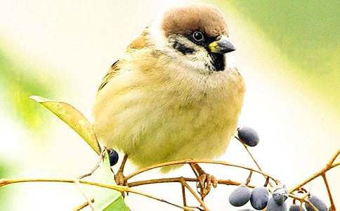小麻雀小学五年级作文